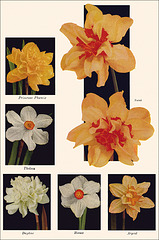 Garden Bulbs In Color (9), 1938/1945