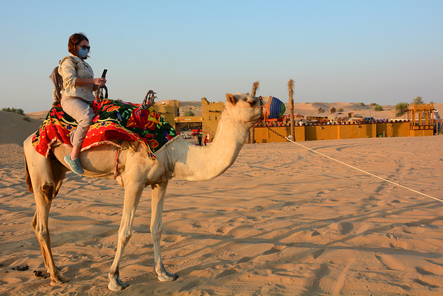 U.A.E., Dubai, Camel Riding