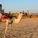 U.A.E., Dubai, Camel Riding