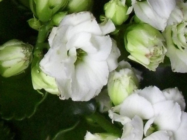 Close up of the white calendiva
