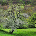 Alberi in fiore in Val Taro - Flowering trees in Taro valley