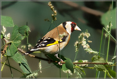 Portrait Goldfinch