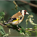 Portrait Goldfinch