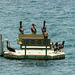 Daily gathering of the Brown Pelicans, Tobago