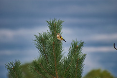 Goldfinch in the fir tree