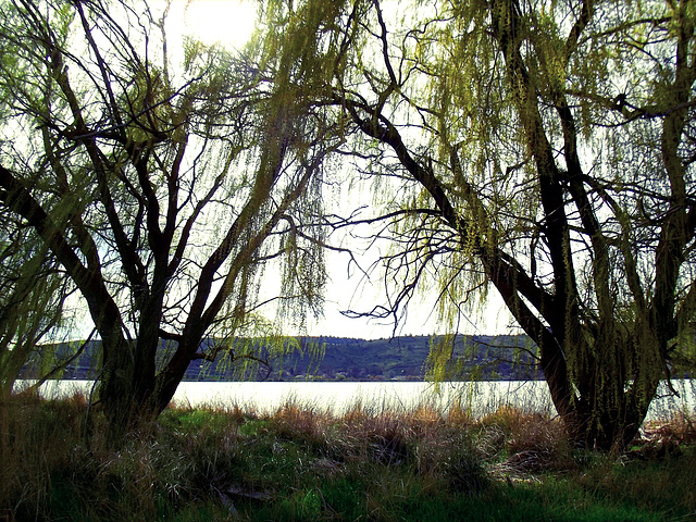 Pair of willows