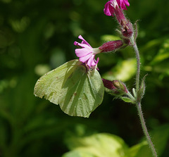 Brimstone Butterfly and Red Campion