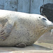 Harbour Seal - 18 July 2021