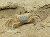 Cutie on the beach - Atlantic ghost crab / Ocypode quadrata?