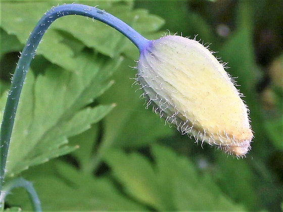 The Californian Poppy is ready to explode out of its pod