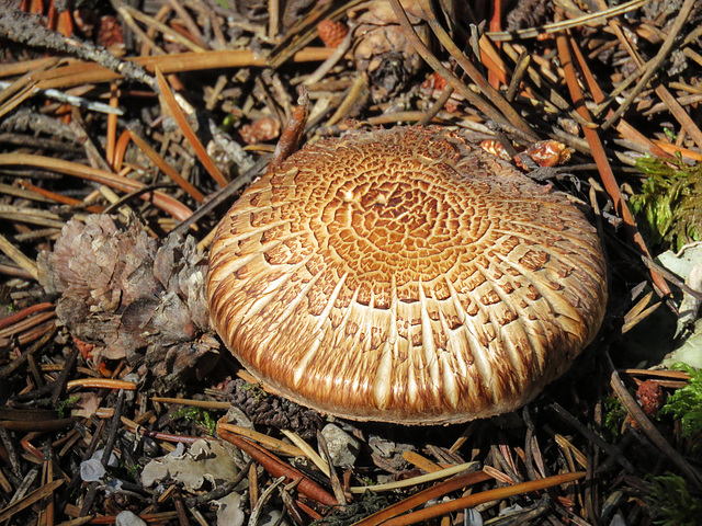 Mushroom crack pattern