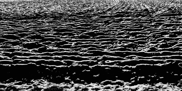 first snow: fields