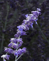 Blue Lavender Blossoms