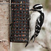 Downy Woodpecker at a park feeder