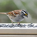 Day 10, White-throated Sparrow, Tadoussac