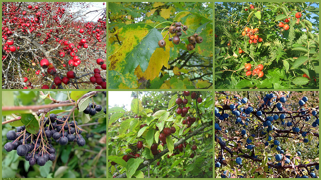 Autumnal fruits of nature