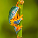 Fringed Leaf Frog