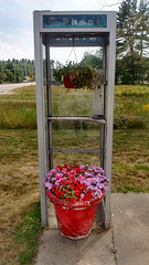 Sunoco - Fleurs téléphoniques / Flowers and former phone