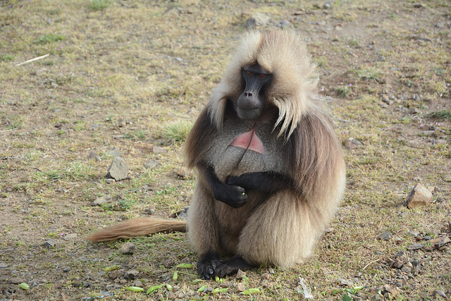 Ethiopia, Simien Mountains, Gelada - the Bleeding-Heart Monkey