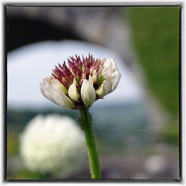 White clover.  Trifolium repens