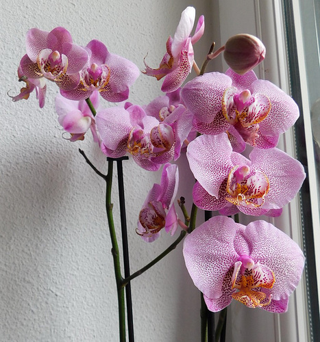 Orchidées*************
