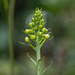 Platanthera ciliaris (Yellow Fringed orchid) in tight bud