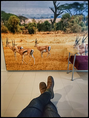 Amateur photographer on a photo safari
