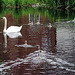 Swans at Whittington