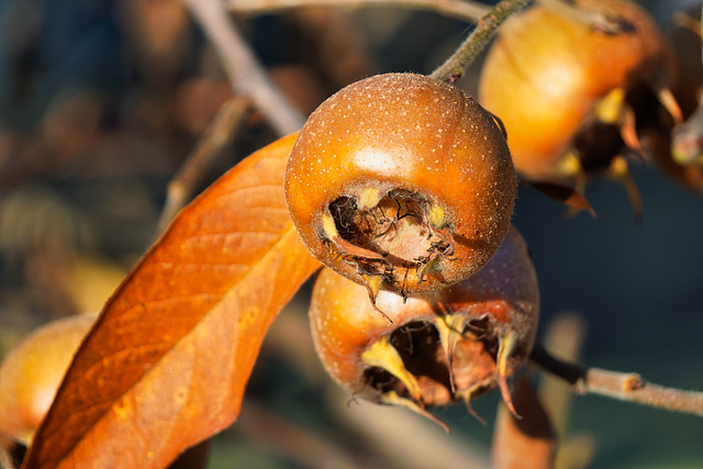 Mispel - Mespilus germanica - common medlar