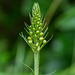 Platanthera ciliaris (Yellow Fringed orchid) in tight bud