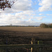 Looking across a field with a great number of winter visiting Fieldfares, on Shaw Lane.