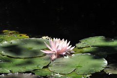 st bruno water lily DSC 4602