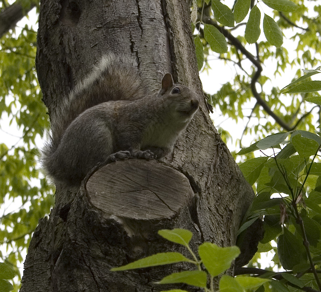Tree rat