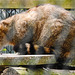 20220422 0626CPw [D~HF] Europäische Wildkatze (Felis silvestris), Herford