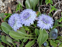 kleine blaue Kugelblume (Globularia)