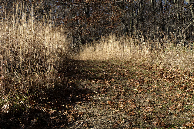Meadow and Marshland Trail