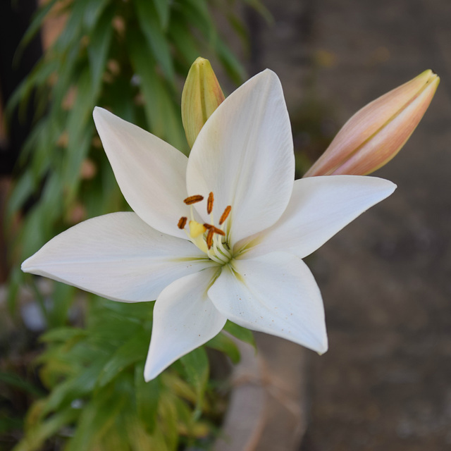 Lily Life (5) - 3 July 2019