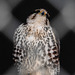 20220422 0628CPw [D~HF] Sakerfalke (Falco cherrug), Herford