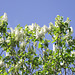 The white lilac has a wonderful scent