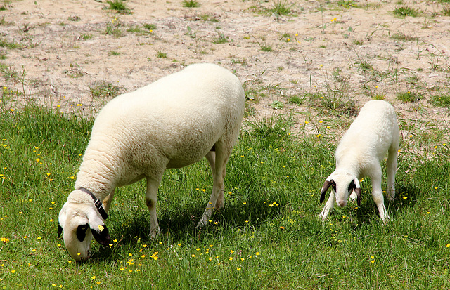 Schafe bei der Dreischuster-Hütte