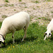 Schafe bei der Dreischuster-Hütte