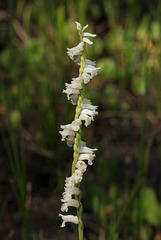 Spiranthes praecox (Grass-leaved Ladies'-tresses orchid)