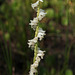 Spiranthes praecox (Grass-leaved Ladies'-tresses orchid)