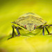 So eine kleine Nymphe einer Grünen Stinkwanze (Palomena prasina) hat sich mir gezeigt :))  A little nymph of a green stink bug (Palomena prasina) showed itself to me :))  Une petite nymphe de punaise verte (Palomena prasina) s'est montrée à moi :)