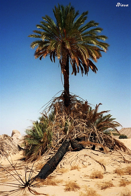 Le seul palmier à des centaines de km.