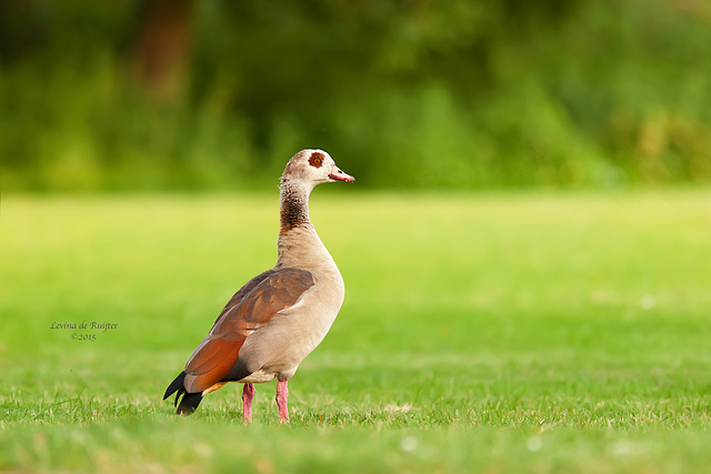 Egyptian Goose / Nijlgans (Alopochen aegyptiaca)