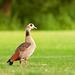Egyptian Goose / Nijlgans (Alopochen aegyptiaca)