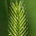 Crested Wheatgrass / Agropyron cristatum