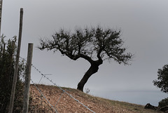 Quercus ilex, Azinheira, Alqueva, Lonely tree, HFF