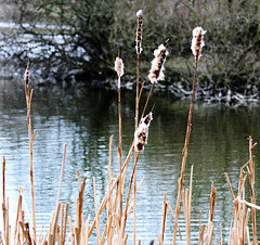 Bullrushes. Marden Quarry Pond